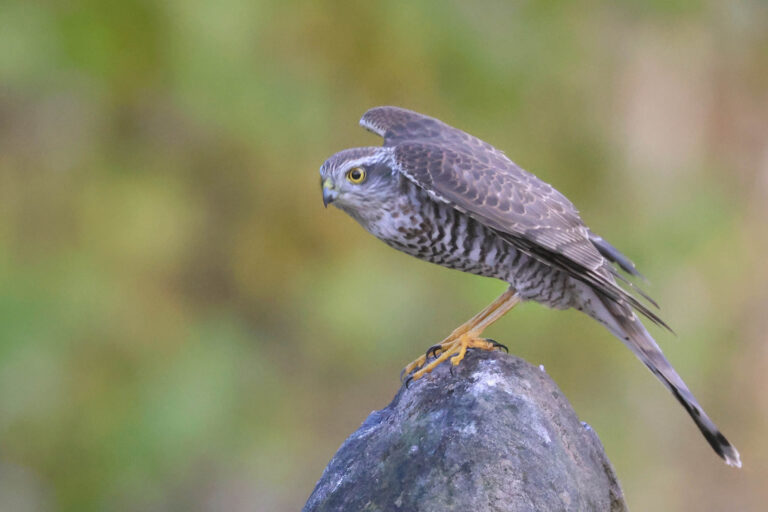 Sparrowhawk