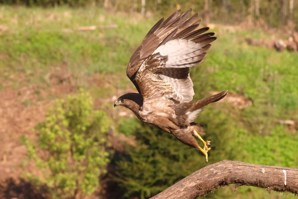 buzzard taking off