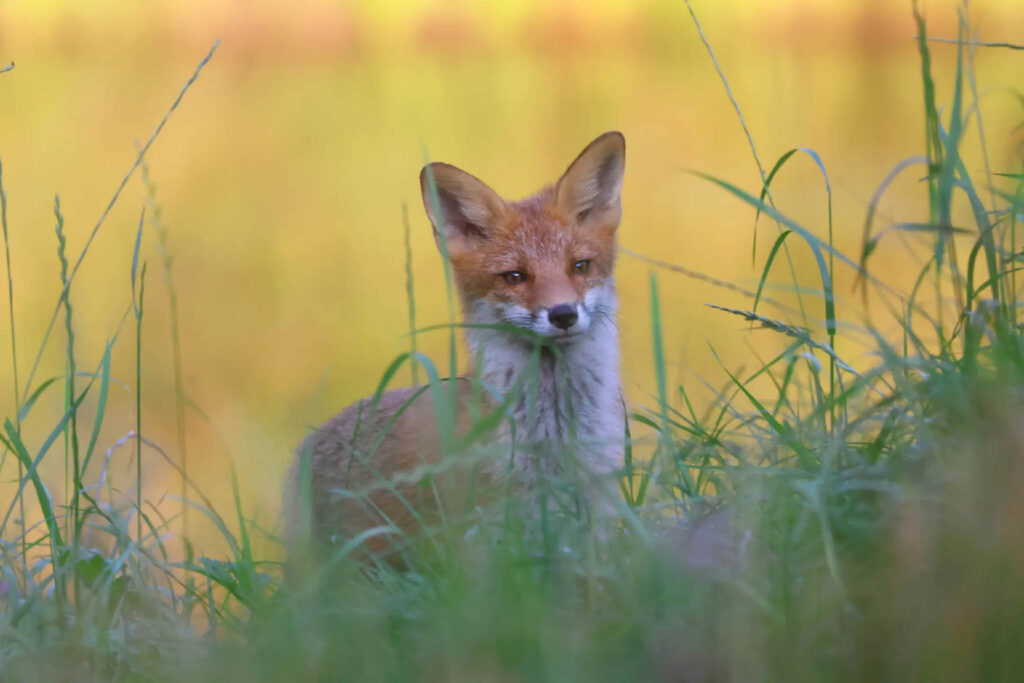 Fox photographed from our hide in Estonia