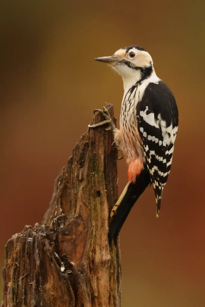 White backed woodpecker