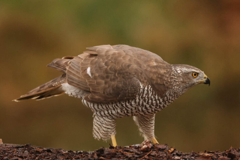 Photo of a Goshawk, captured at our wildlife photography hide in Estonia.