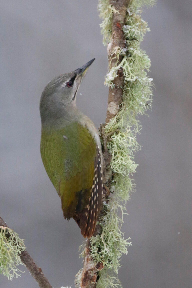 Grey headed woodpecker on snowy branch