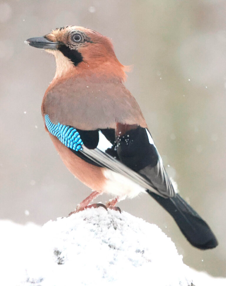 Jay portrait in snow