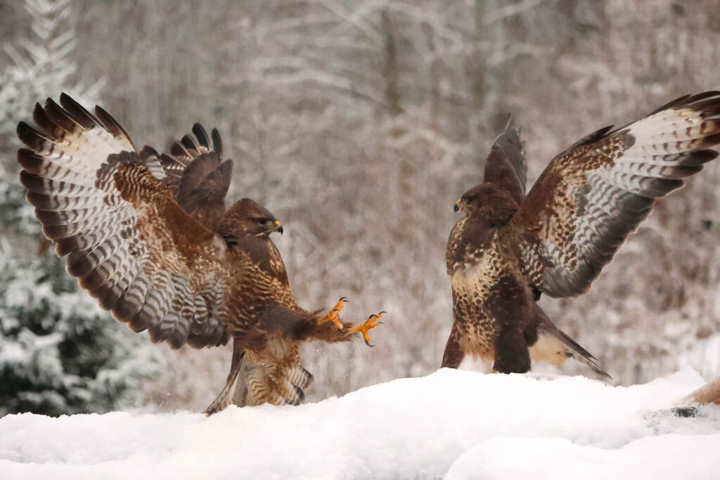 Buzzards fight in snow. Winter Wildlife Photography at Wildlife Dreams in Estonia.