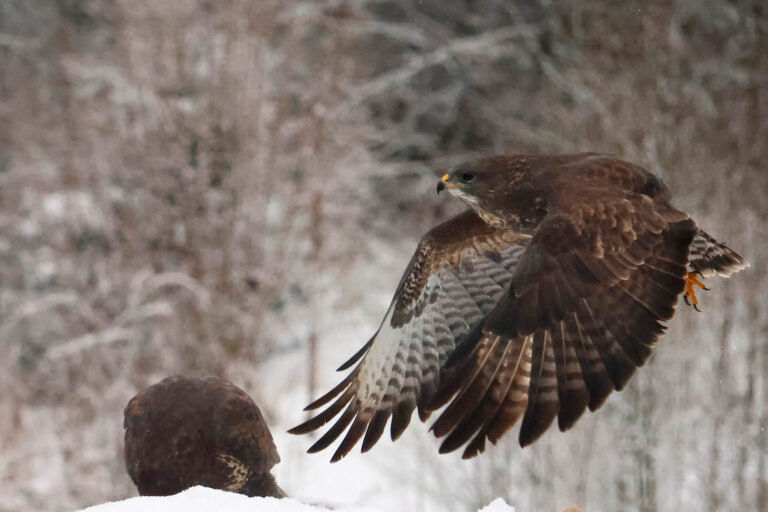 Buzzard in flight in winter