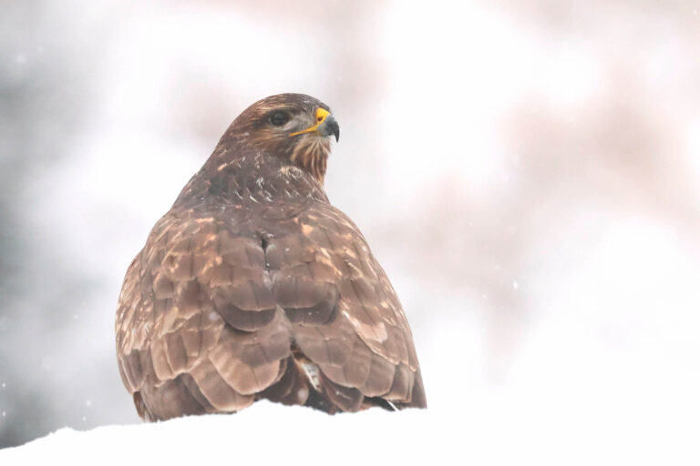 Buzzard in snow overlooking shoulder