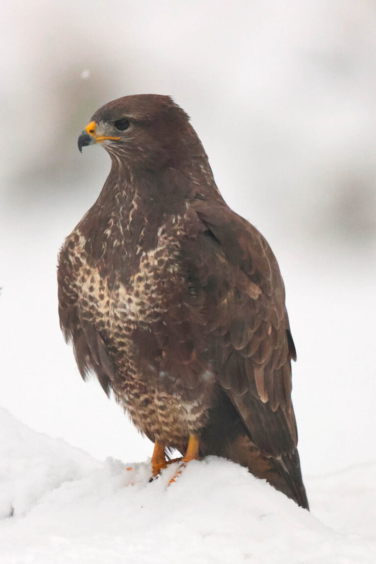 Buzzard portrait on snow rock