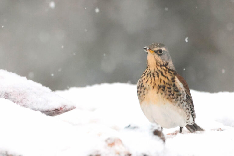 Fieldfare in snow