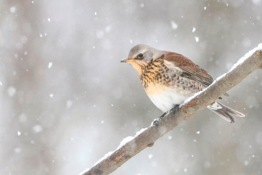 Fieldfare on snowy branch. Winter Wildlife Photography at Wildlife Dreams in Estonia.