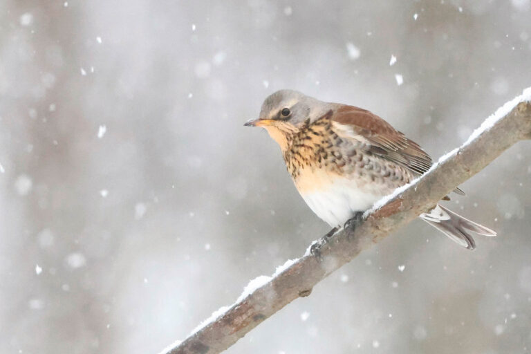 Fieldfare on snowy branch. Winter Wildlife Photography at Wildlife Dreams in Estonia.