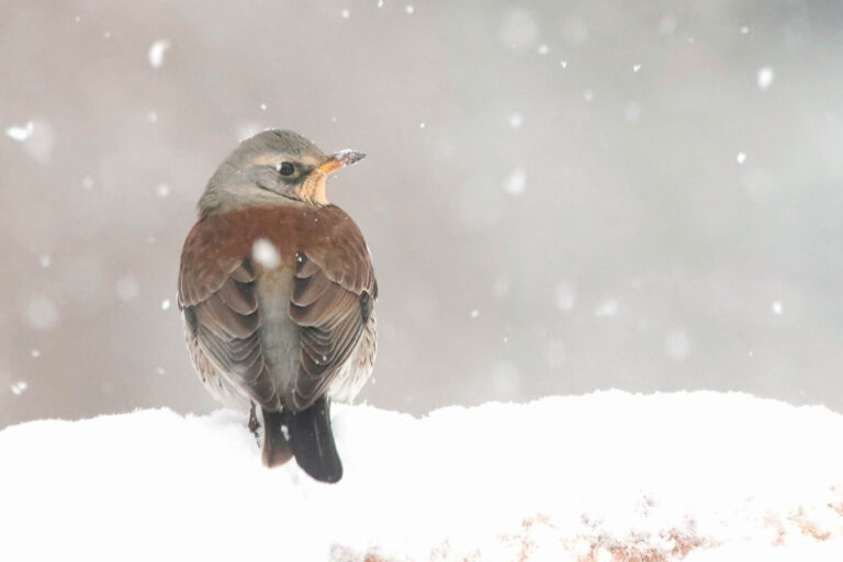 Fieldfare looking over shoulder in snow