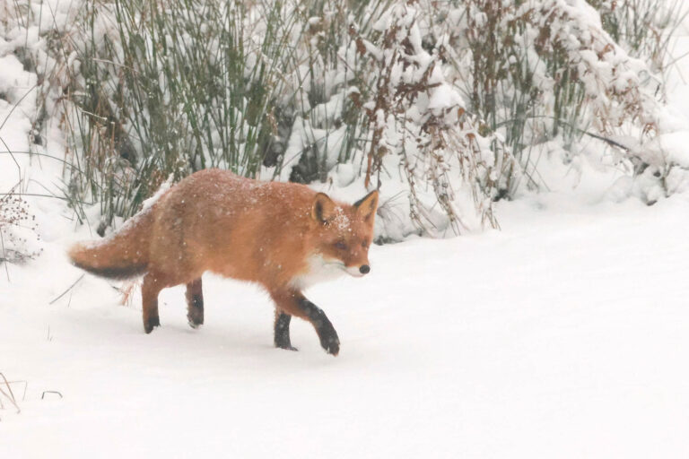Fox walking in snow. Winter Wildlife Photography at Wildlife Dreams in Estonia.
