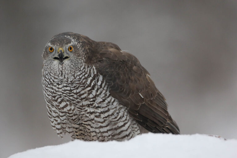 Goshawk in the snow