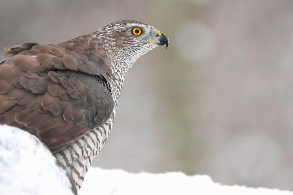 Goshawk behind snowy rock. Winter Wildlife Photography at Wildlife Dreams in Estonia.