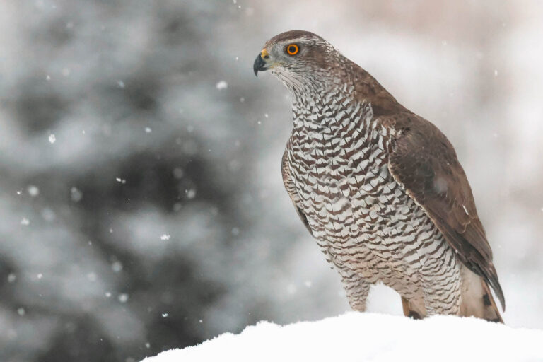 Goshawk in falling snow. Winter Wildlife Photography at Wildlife Dreams in Estonia.