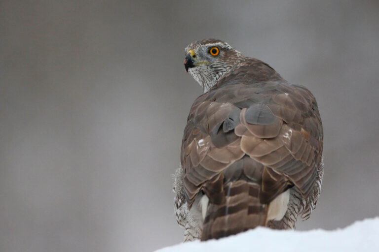Goshawk looking over left shoulder in snow