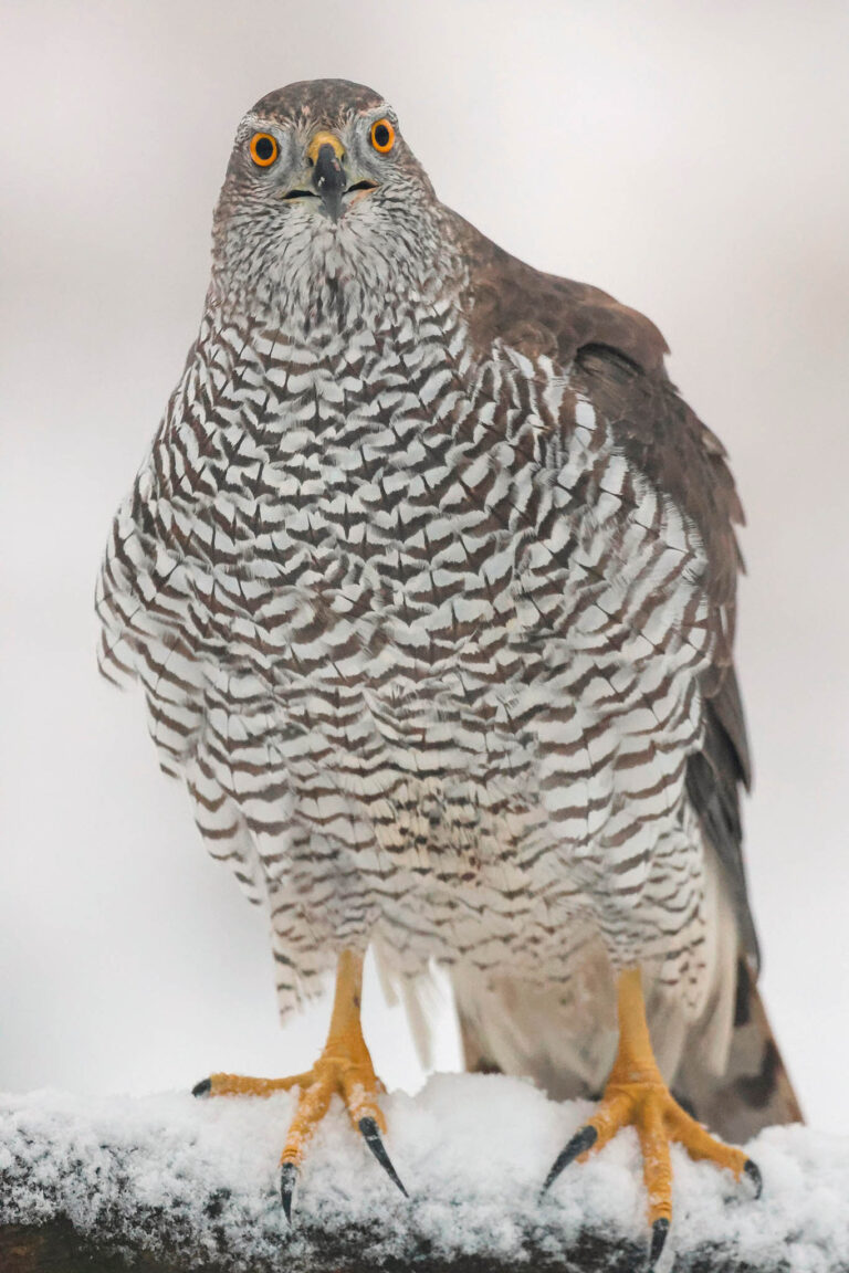 Goshawk portrait full in snow