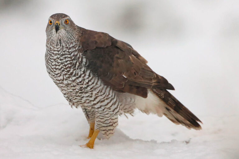 goshawk standing in snow