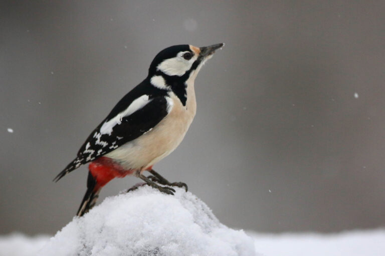 great spotted woodpecker in snow