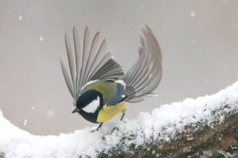 Great tit wings out in snow