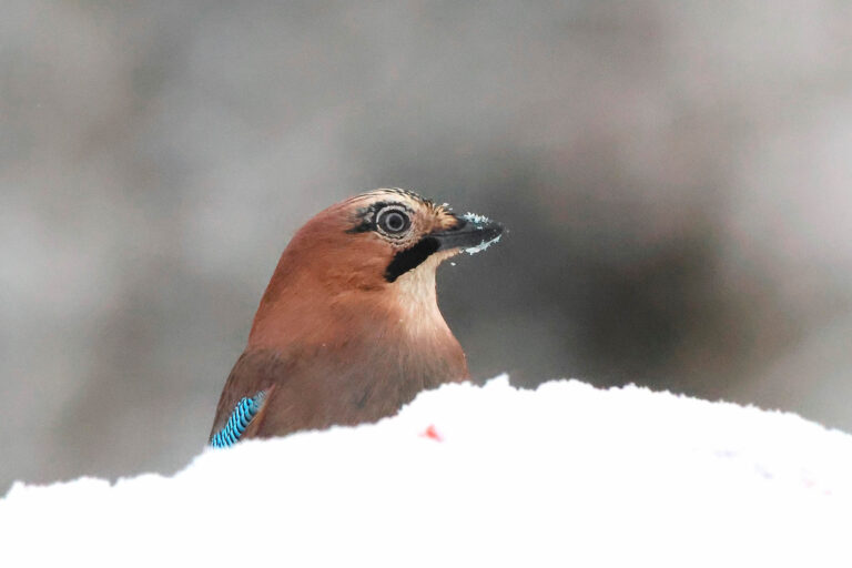 Jay head looking right in snow