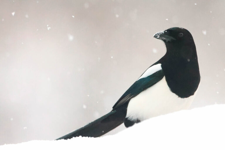 Magpie looking back in snow