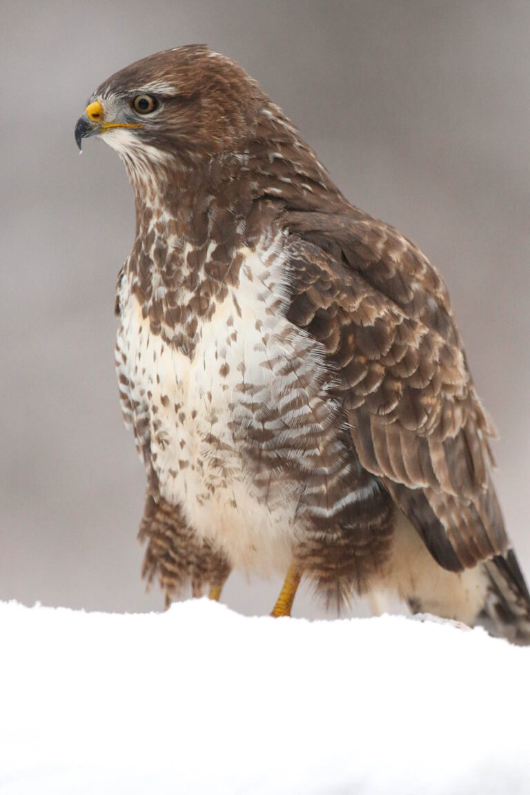 Morph buzzard portrait in snow