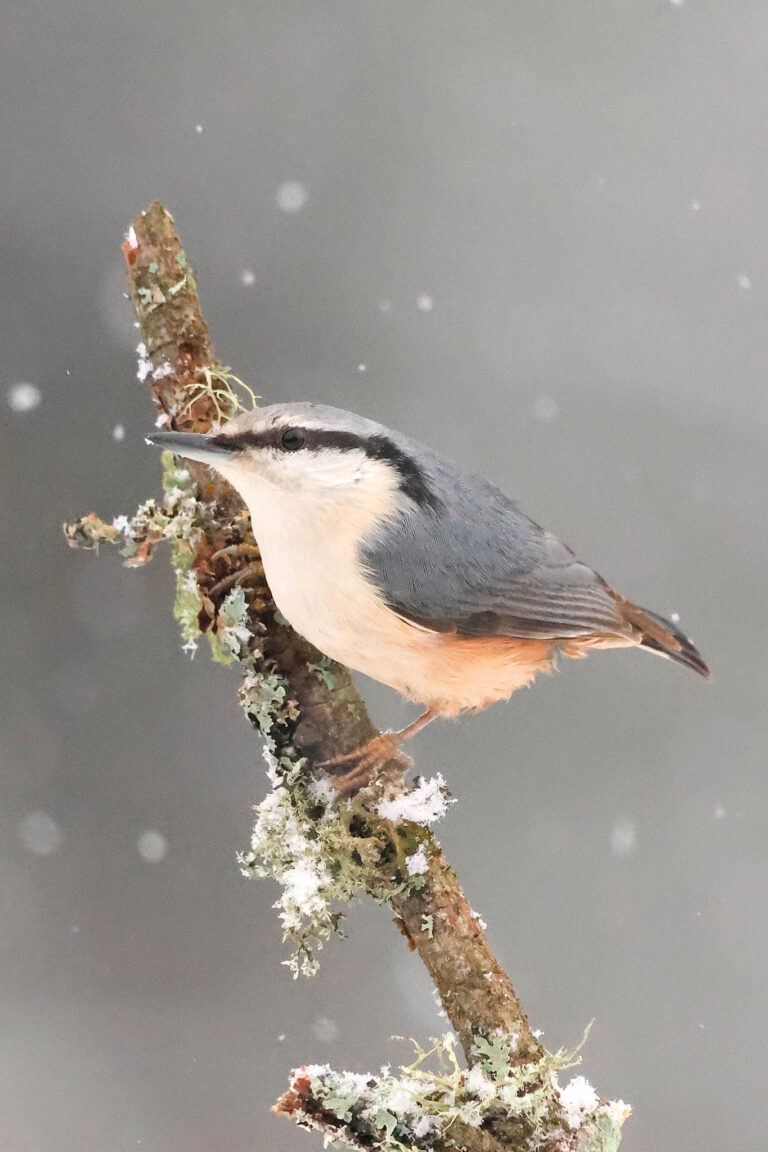 Nuthatch portrait on snowy branch