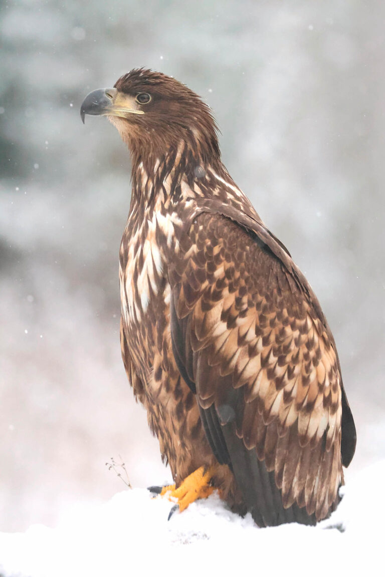Portrait of white tailed sea eagle in snow