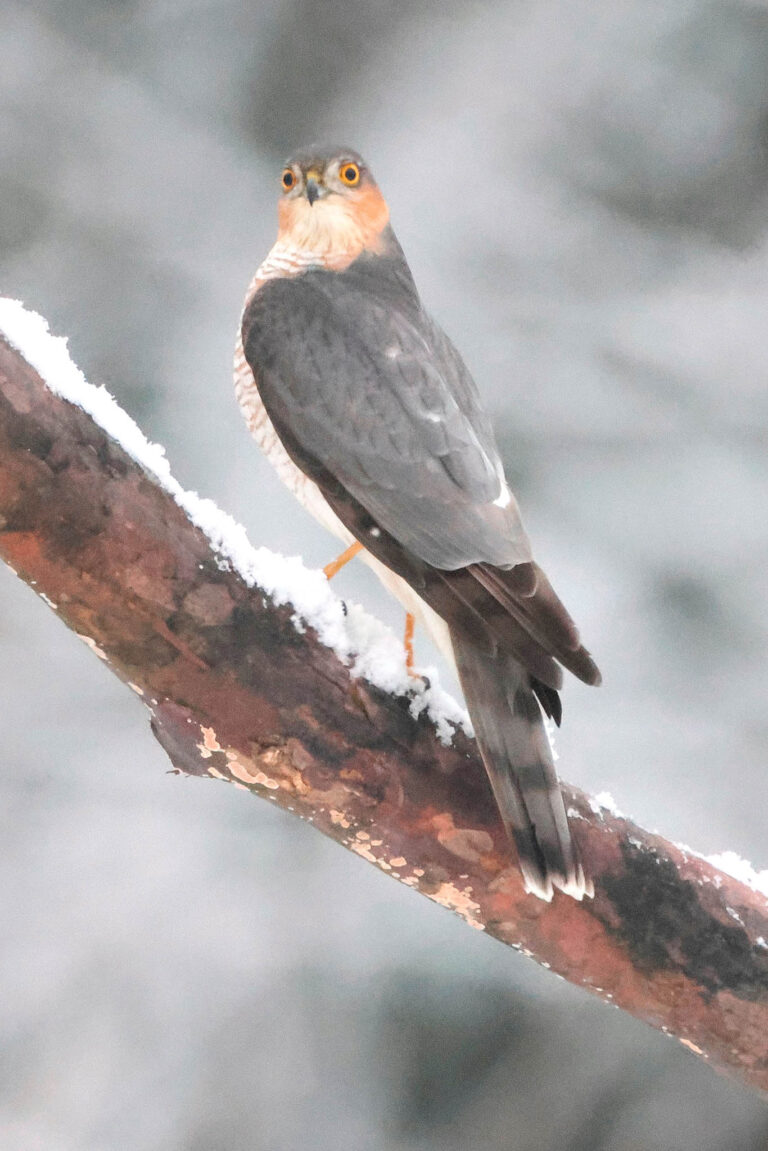 Portrait of sparrowhawk on snowy branch