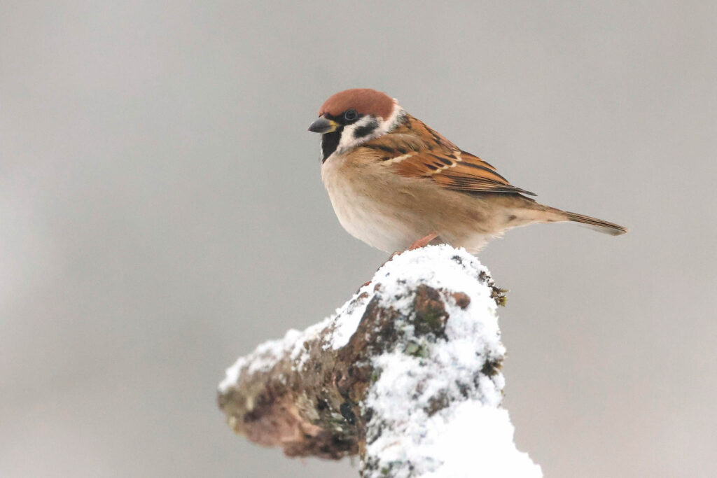 Tree sparrow on snowy branch. Winter Wildlife Photography at Wildlife Dreams in Estonia.