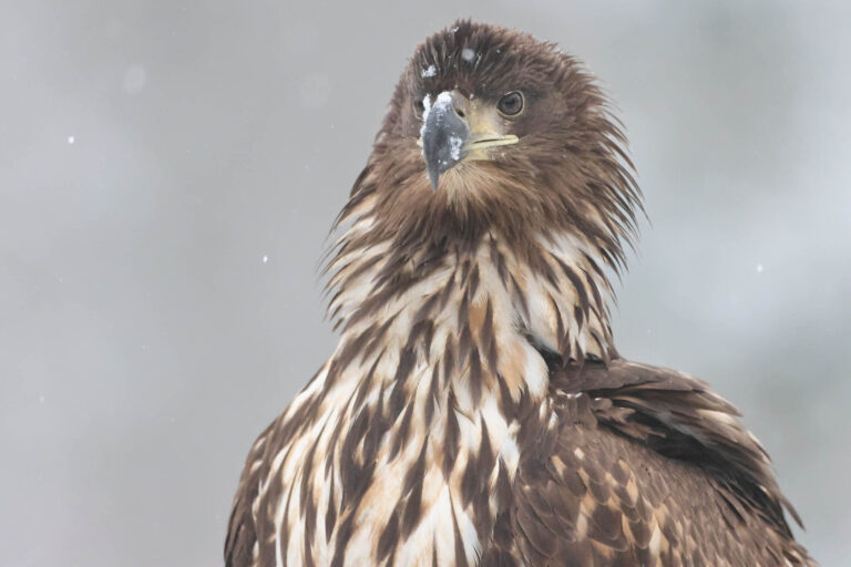 White tailed eagle
