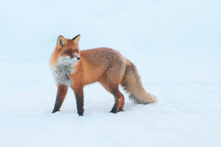 Fox walking in snow. Winter Wildlife Photography at Wildlife Dreams in Estonia.