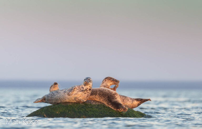 Seals in Estonia, taken from our boat hide