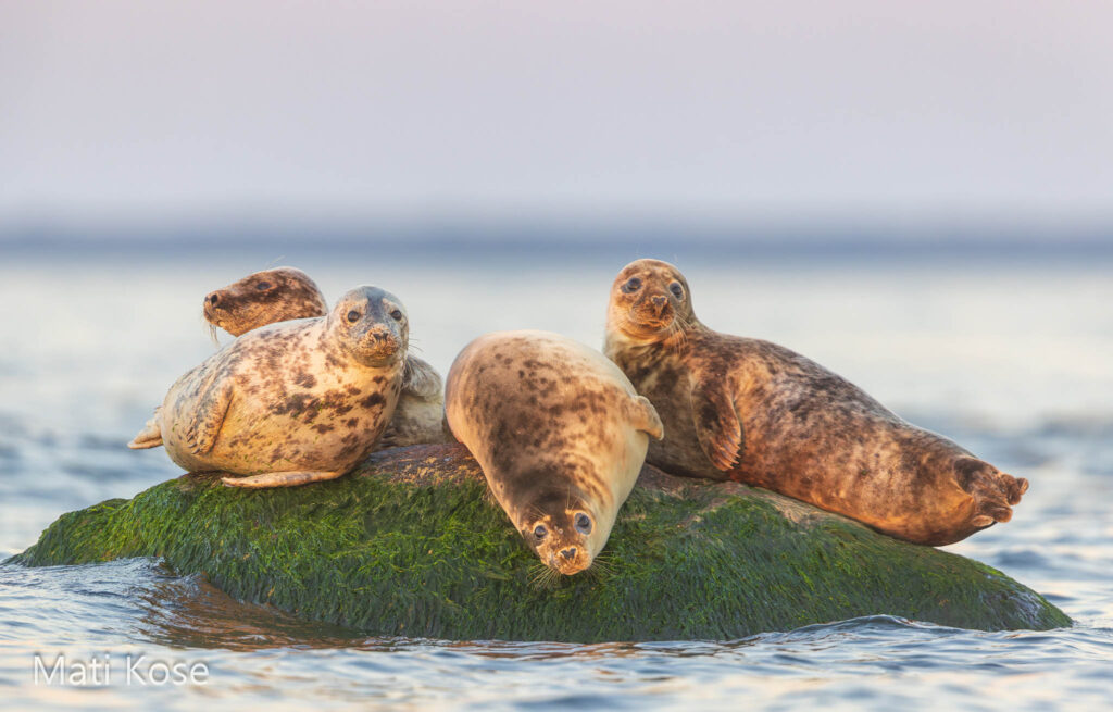 Seals in Estonia, taken from our boat hide.