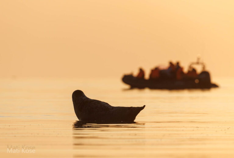 Seals in Estonia, taken from our boat hide