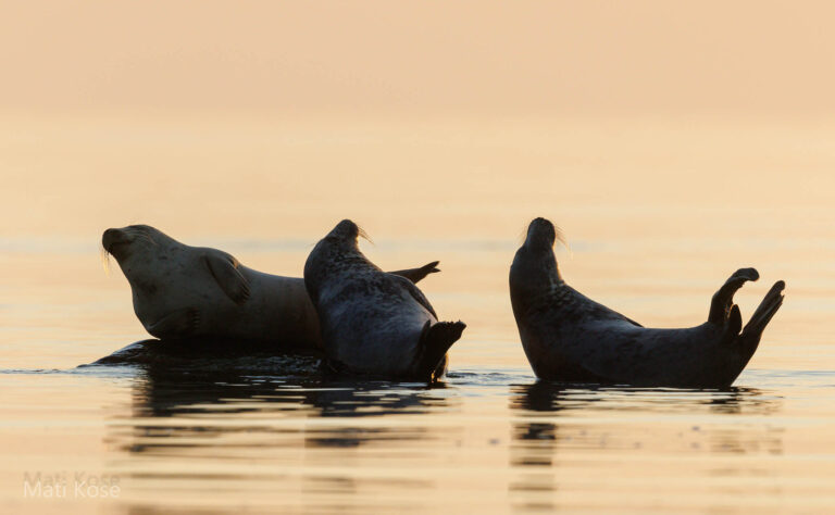 Seals in Estonia, taken from our boat hide
