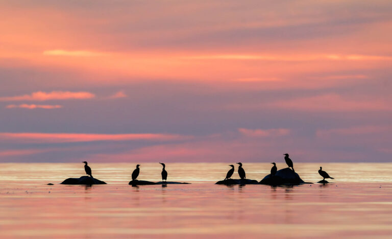 Seabirds in Estonia, taken from our boat hide