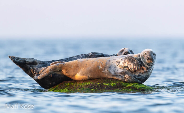 Seals in Estonia, taken from our boat hide