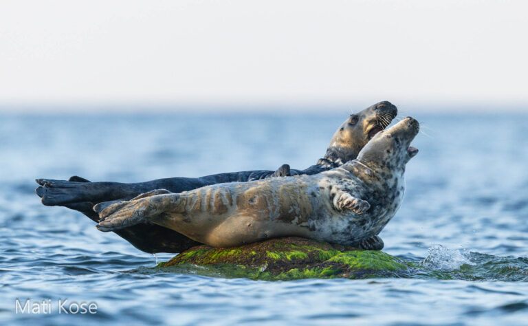 Seals in Estonia, taken from our boat hide