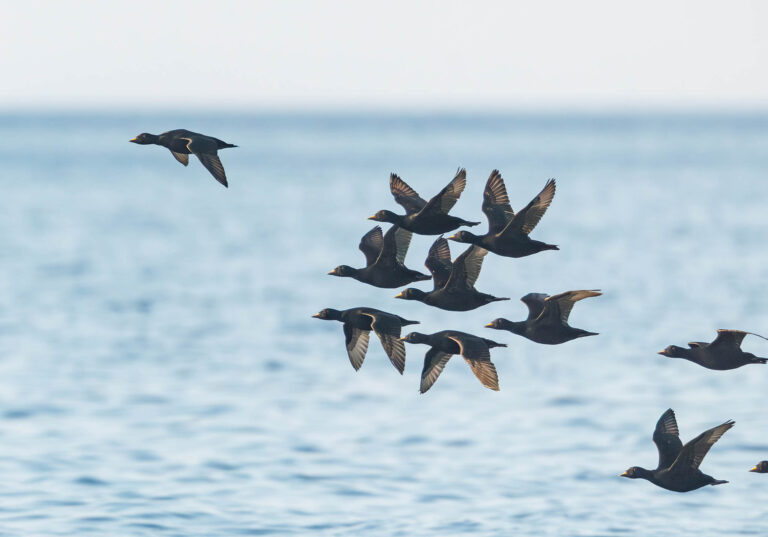 Seabirds in Estonia, taken from our boat hide