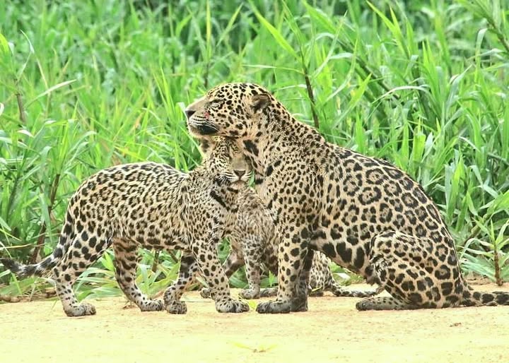 Wildlife Photography Safaris