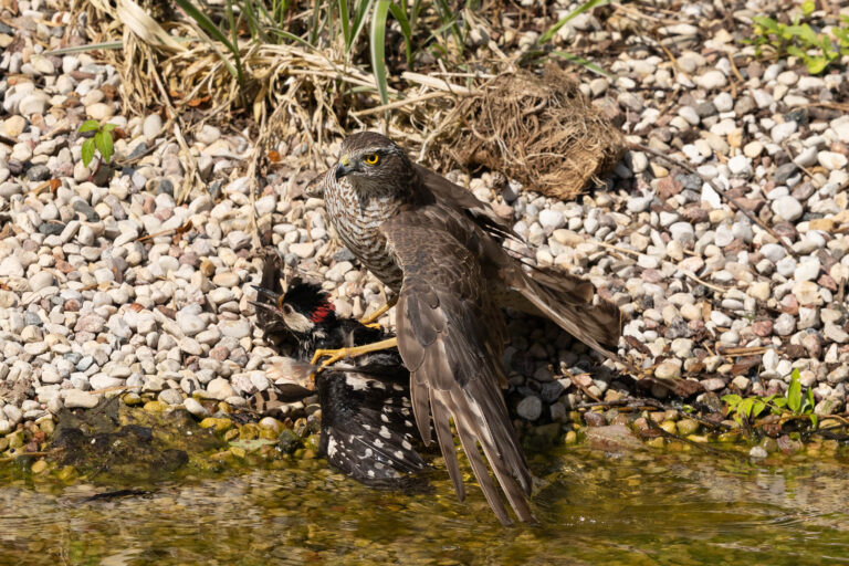 Sparrowhawk Drowns Woodpecker in Unprecedented Moment