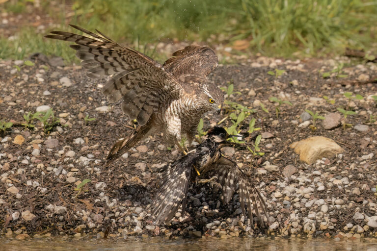 Sparrowhawk Drowns Woodpecker in Unprecedented Moment