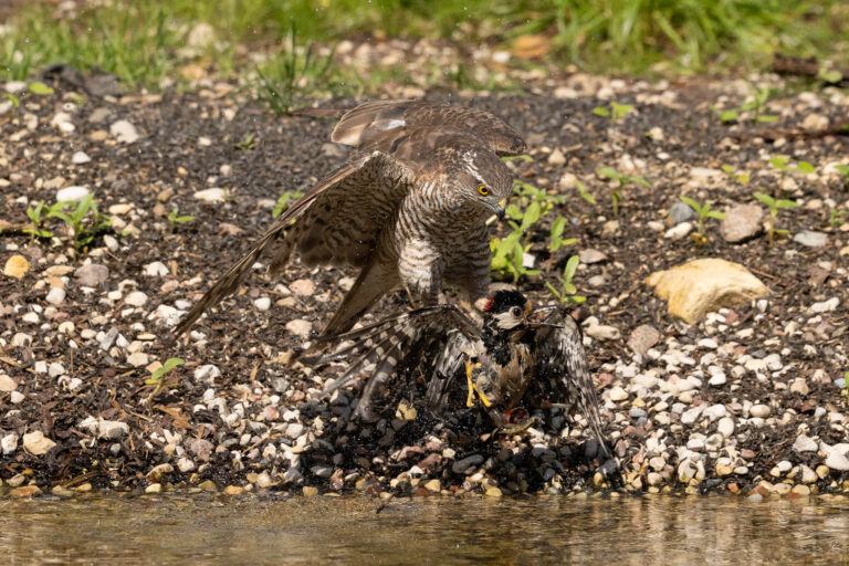 Sparrowhawk Drowns Woodpecker in Unprecedented Moment