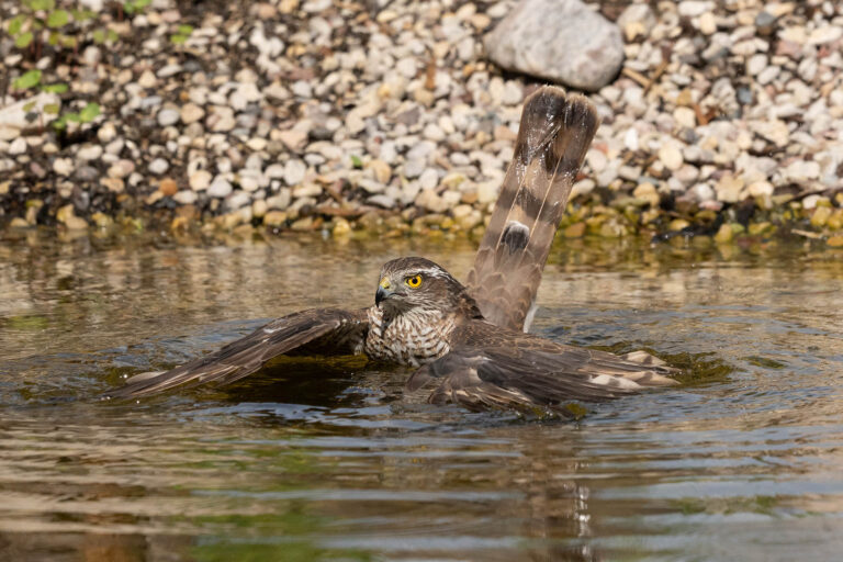 Sparrowhawk Drowns Woodpecker in Unprecedented Moment