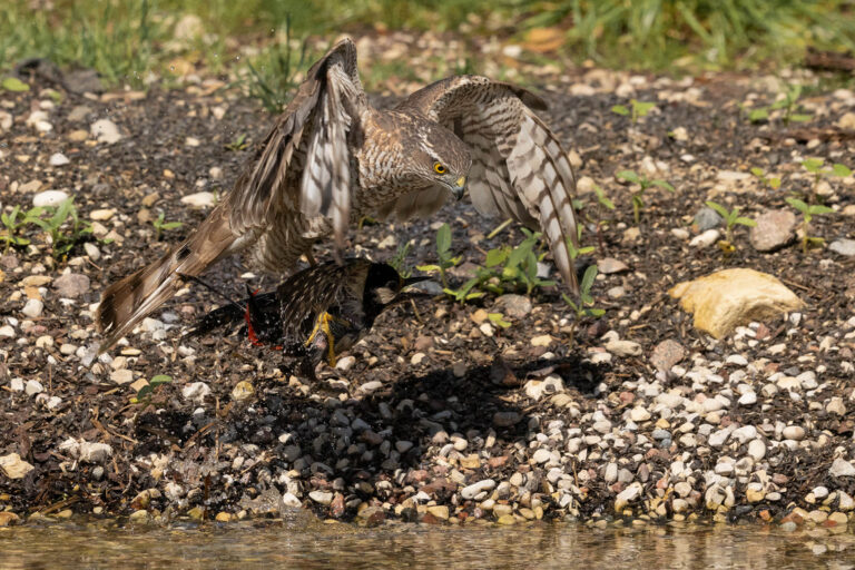 Sparrowhawk Drowns Woodpecker in Unprecedented Moment