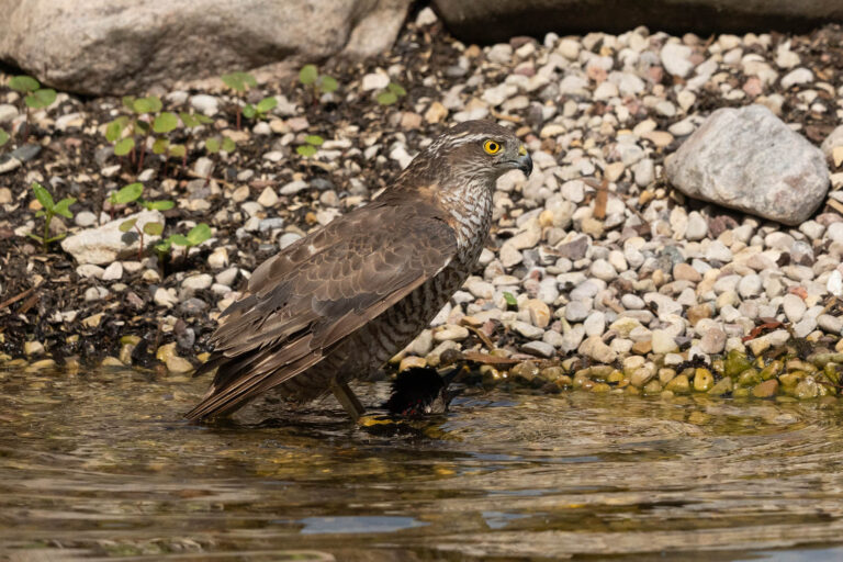 Sparrowhawk Drowns Woodpecker in Unprecedented Moment