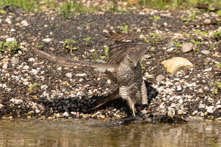 Sparrowhawk Drowns Woodpecker in Unprecedented Moment.