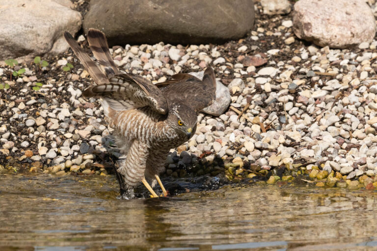 Sparrowhawk Drowns Woodpecker in Unprecedented Moment